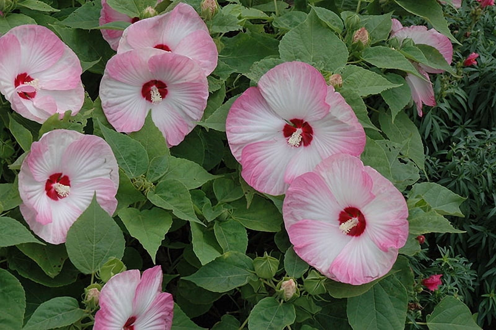 Hardy Hibiscus 'Pink Luna Swirl' - Live STARTER Plant