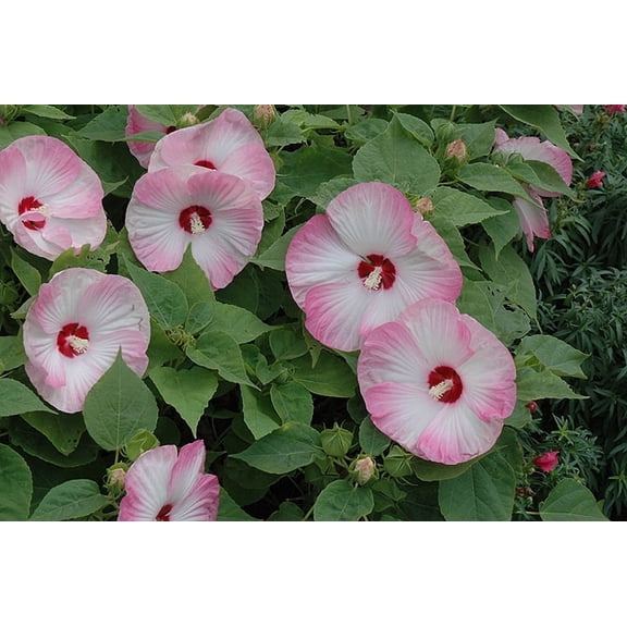 Hardy Hibiscus 'Pink Luna Swirl' - Live STARTER Plant