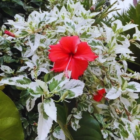 Hardy Hibiscus Plant Live, Variegated Red Hibiscus Tree Live Plant From 8 To 10 Inches Tall, Perennial Hibiscus Flower