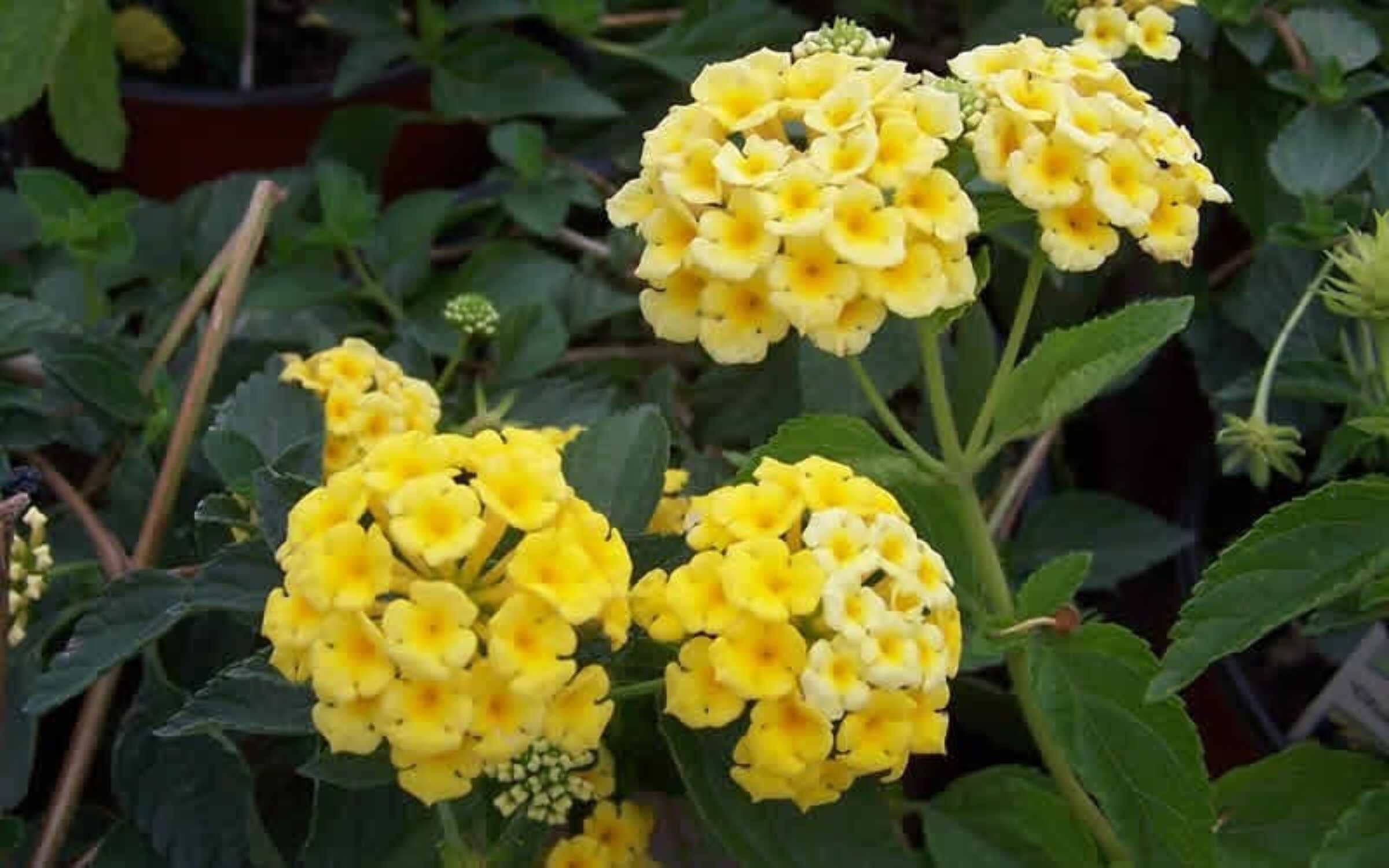 Hardy Lantana Chapel Hill Yellow Live Plant in 2.5" Grower Pot (6 Count)
