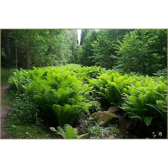 Hardy Ostrich Fern - Matteuccia struthiopteris - Up to 8 Feet Tall! - 4" Pot