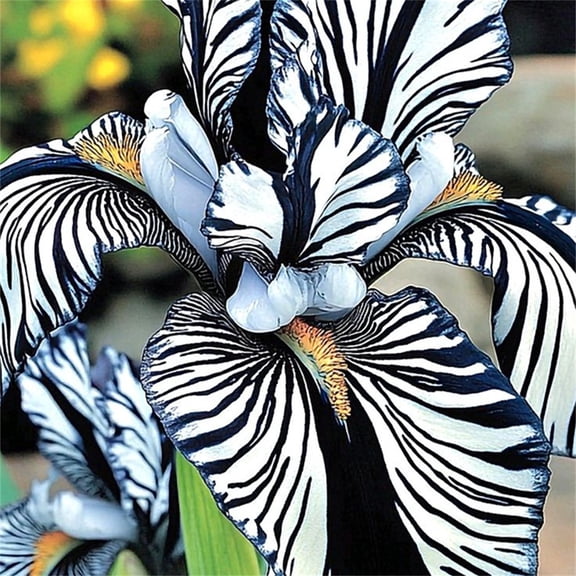Hardy Perennial Iris Bulbs, Vigorous & Easy Care, Perfect for Hanging Planters and Gardens