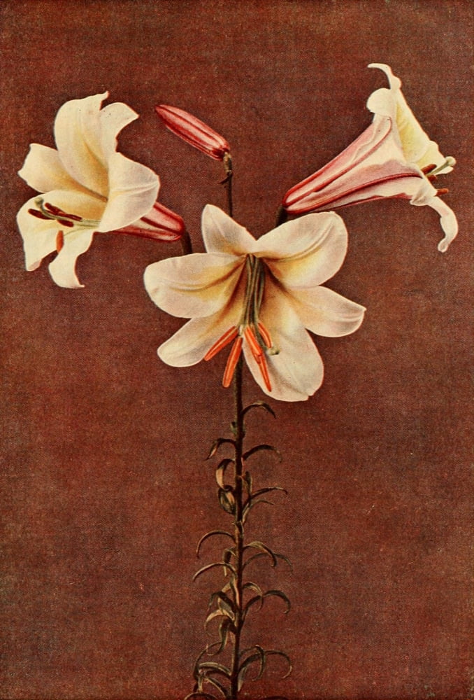 Hardy Perennials 1922 Lilium Regale Canvas Art - Winifred Walker (18 x 24)