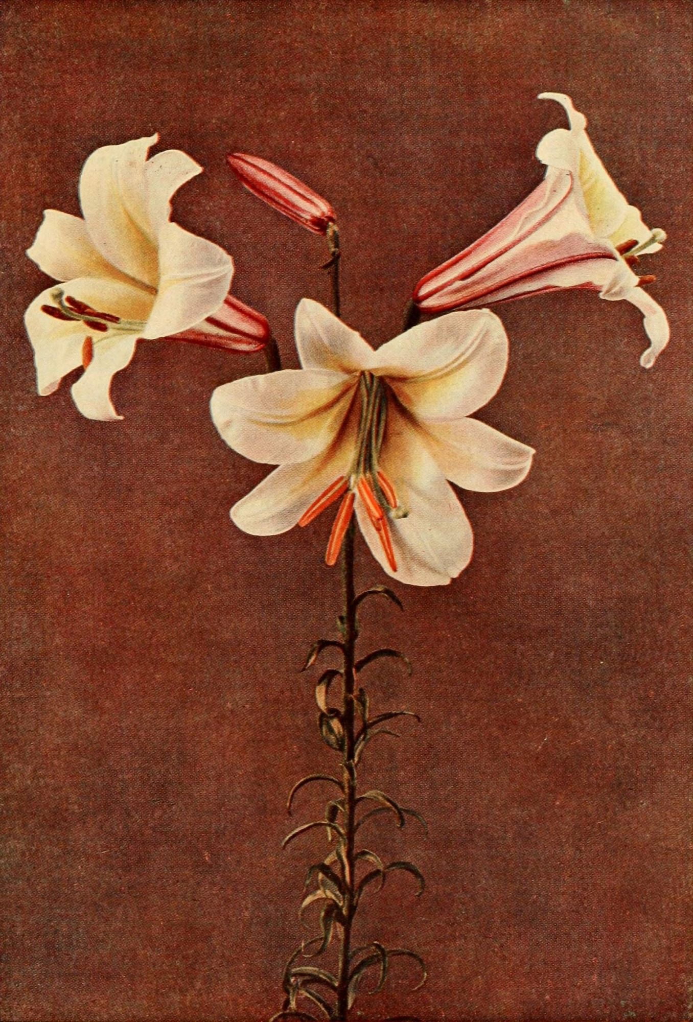 Hardy Perennials 1922 Lilium Regale Canvas Art - Winifred Walker (24 x 36)