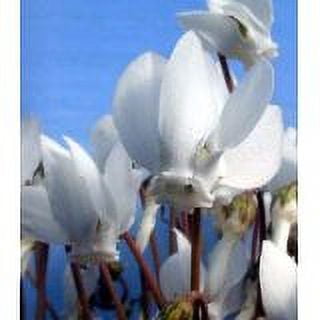 Hardy White Flower Silver Leaf Autumn Cyclamen - 15 Seeds