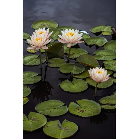 Hardy waterlilies Clyde Ikins New York Botanical Garden; New York City New York United States of America
