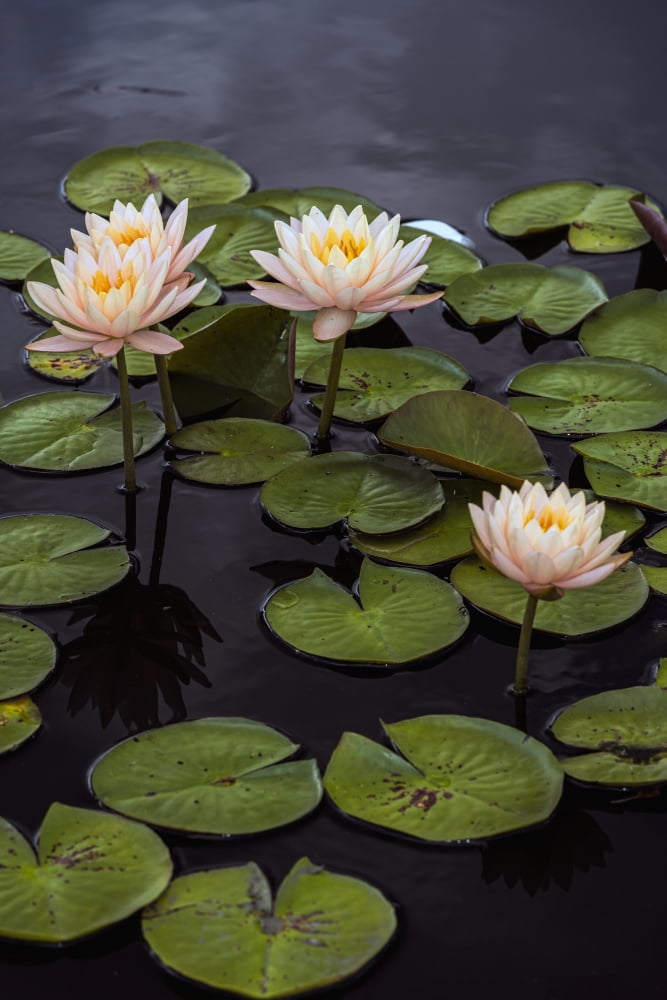 Hardy waterlilies Clyde Ikins (nymphaea) New York Botanical Garden New York City New York United States of America Canvas Art - F M Kearney Design Pics (12 x 19)