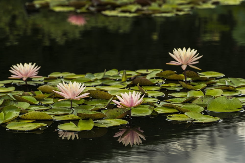 Hardy waterlilies Marliaceae Carnea (nymphaea) New York Botanical Garden New York City New York United States of America Canvas Art - F M Kearney Design Pics (19 x 12)