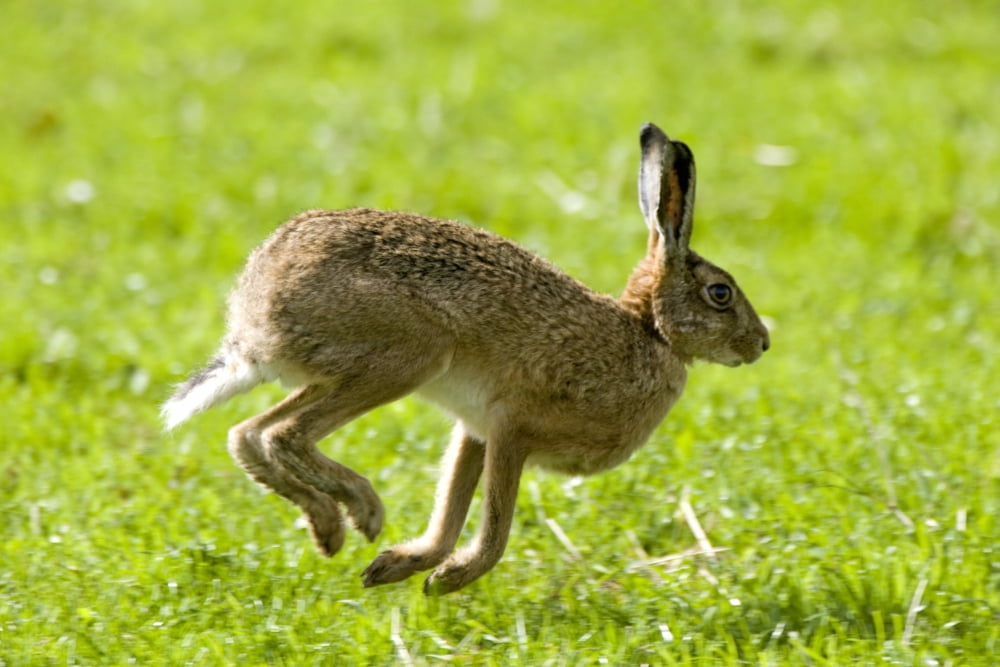 Hare Hopping In The Grass Canvas Art - John Short Design Pics (38 x 24)