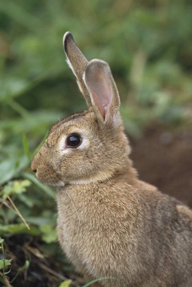 Hare Ireland Canvas Art - The Irish Image Collection Design Pics (12 x 19)