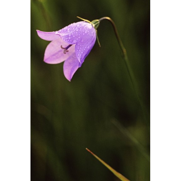 Harebell Jasper National Park Alberta Canvas Art - Darwin Wiggett Design Pics (11 x 17)