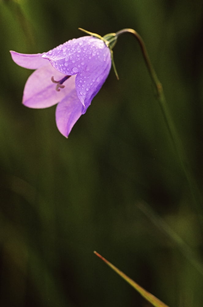 Harebell Jasper National Park Alberta Canvas Art - Darwin Wiggett Design Pics (22 x 34)