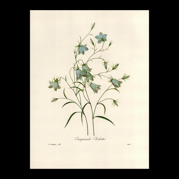 Harebell Redoute Botanical Print, Unframed Paper Poster 11x14in