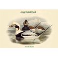 thumbnail image 1 of Harelda Glacialis - Long-Tailed Duck Poster Print by John  Gould (18 x 24), 1 of 1