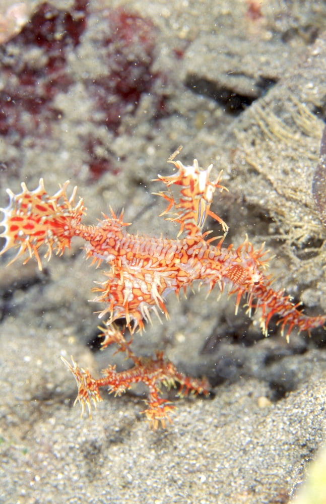 Harlequin Ghost Pipefish and its offspring Papua New Guinea Canvas Art - Beverly FactorStocktrek Images (23 x 35)