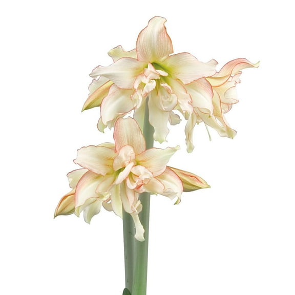 Harlequin® Sonata Amaryllis