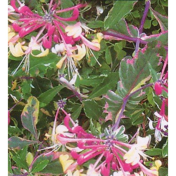 Harlequin Variegated Honeysuckle Vine - Lonicera - 2.5"  Pot