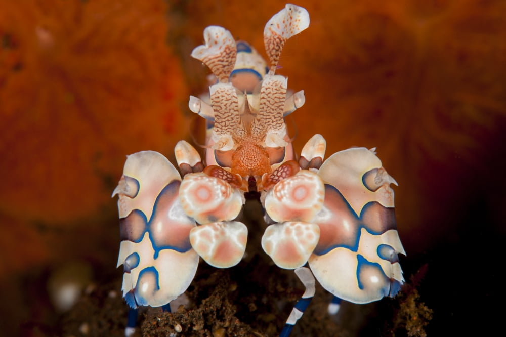 Harlequin shrimp Tulamben Bali Indonesia Canvas Art - Steve JonesStocktrek Images (18 x 12)