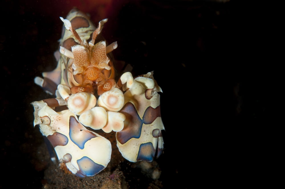 Harlequin shrimp head on view Tulamben Bali Indonesia Canvas Art - Steve JonesStocktrek Images (35 x 23)