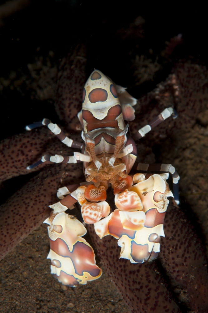 Harlequin shrimp sitting atop a starfish Bali Canvas Art - Steve JonesStocktrek Images (23 x 35)