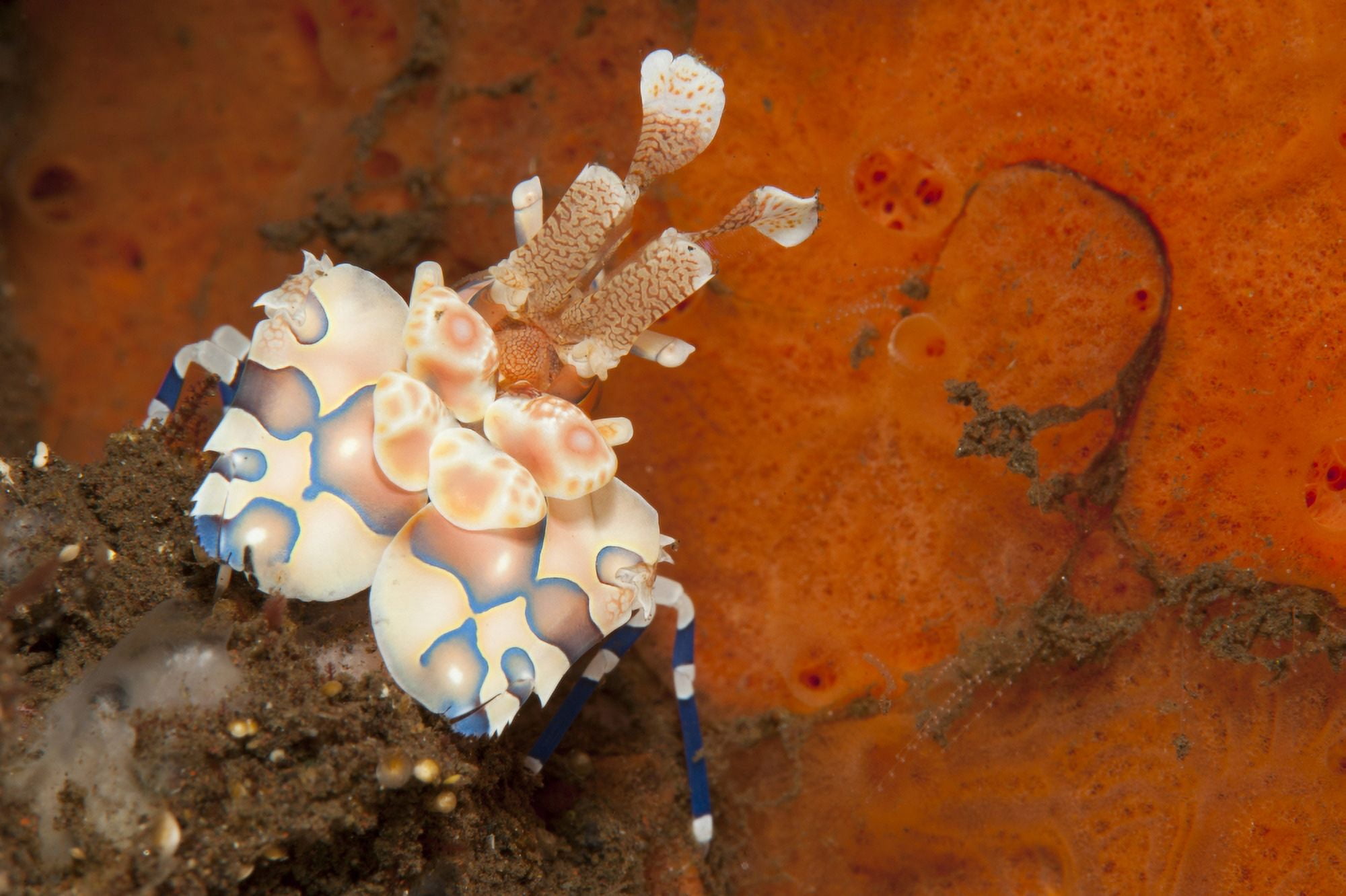 Harlequin shrimp with bright red sponge in the background Bali Canvas Art - Steve JonesStocktrek Images (18 x 12)