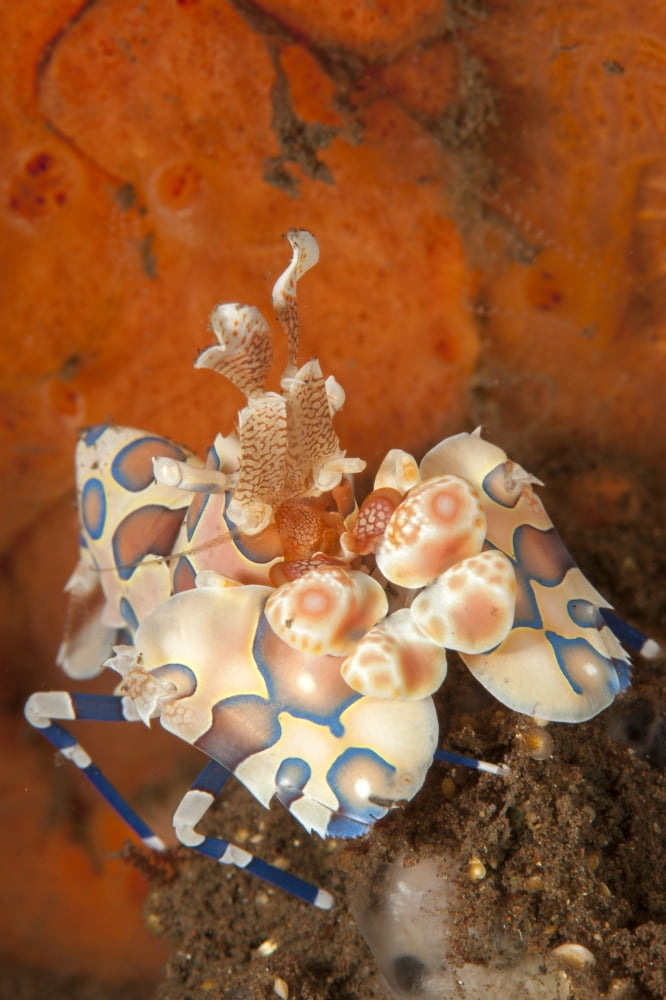 Harlequin shrimp with bright red sponge in the background Bali Canvas Art - Steve JonesStocktrek Images (23 x 35)