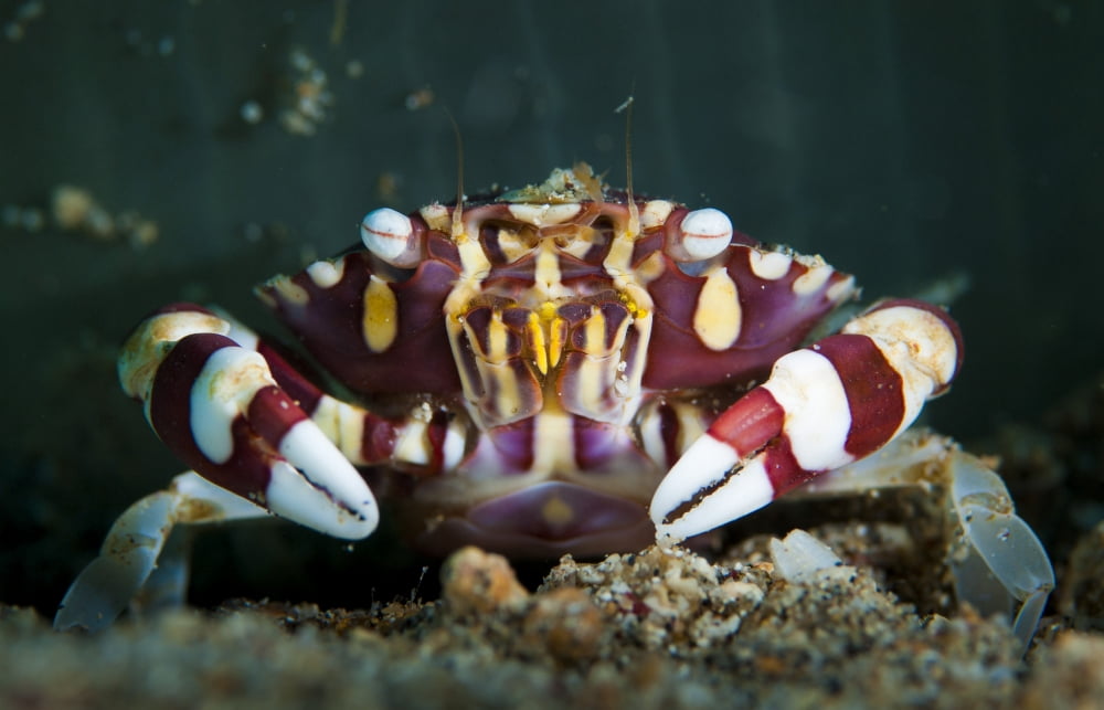 Harlequin swimming crab Sulawesi Indonesia Canvas Art - Steve JonesStocktrek Images (18 x 12)