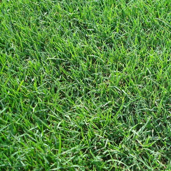 Harmony Bermuda 500 sq ft Active Use Artificial Turf, Disease Resistant
