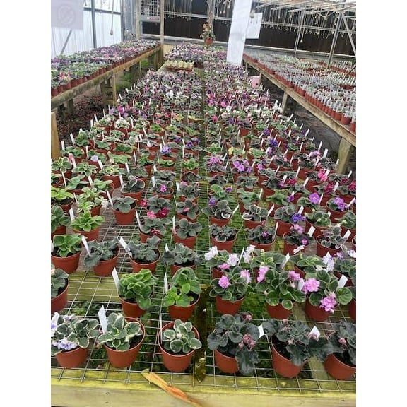 Harmony Foliage African Violet Assortment in 4 inch pots 30-Pack Bulk Wholesale Variegated Saintpaulia Gesneriads
