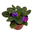 thumbnail image 1 of Harmony Foliage African Violet Cajun's Blueberry Hill 4 inch Gesneriad, 1 of 8