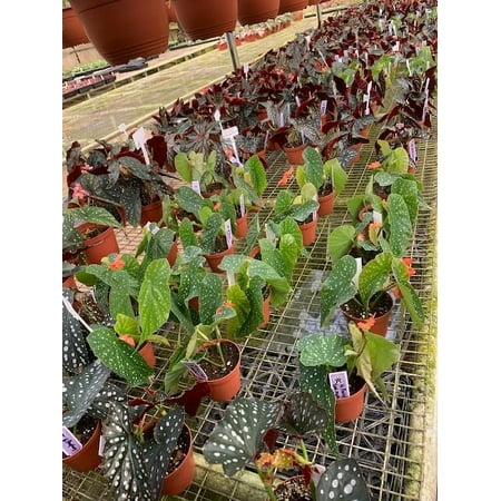 Harmony Foliage Angel Wing Hybrid in 4 inch pots 30-Pack Bulk Wholesale Hybridized Cane Begonias