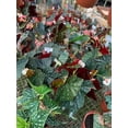 thumbnail image 1 of Harmony Foliage Angel Wing Hybrid in 6 inch pots 6-Pack Bulk Wholesale Hybridized Cane Begonias, 1 of 1