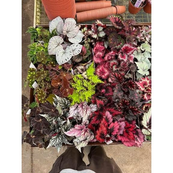 Harmony Foliage Begonia Rex and Rhizomatous Hybrids in 4 inch pots 15-Pack Bulk Wholesale Hybridized Unique Plants