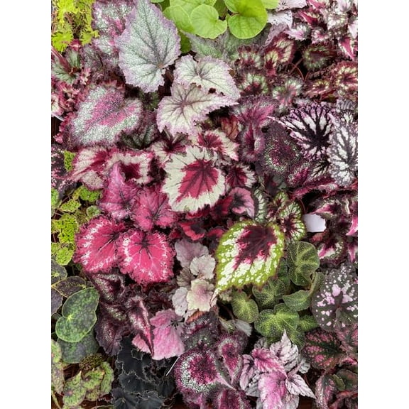 Harmony Foliage Begonia Rhizomatous Hybrids in 4 inch pots 15-Pack Bulk Wholesale Hybridized Unique Rhizo Plants