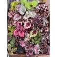 thumbnail image 1 of Harmony Foliage Begonia Rhizomatous Hybrids in 4 inch pots 30-Pack Bulk Wholesale Hybridized Unique Rhizo Plants, 1 of 1