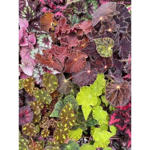 Harmony Foliage Begonia Rhizomatous Hybrids in 6 inch pots 12-Pack Bulk Wholesale Hybridized Unique Rhizo Plants
