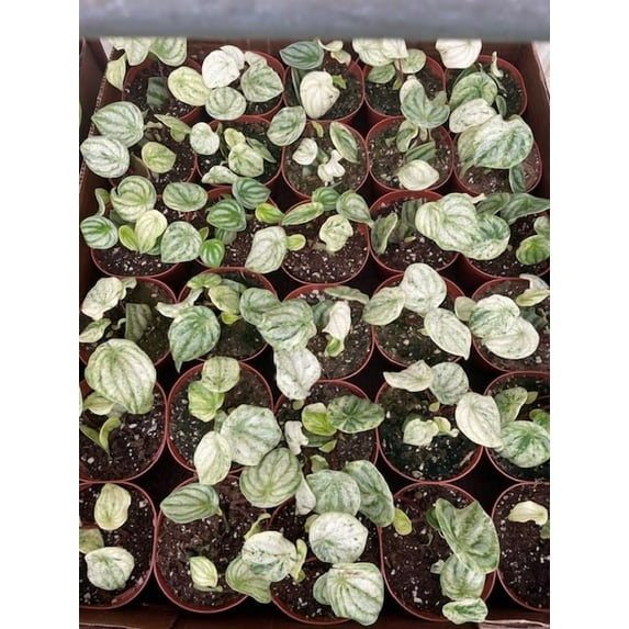 Harmony Foliage Harmony's Gold Dust Variegated Watermelon Peperomia in 4 inch pots 15-Pack Bulk Wholesale Plants