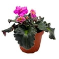 thumbnail image 1 of Harmony Foliage Harmony's Mustang Sally African Violet Saintpaulia 4 inch, 1 of 8