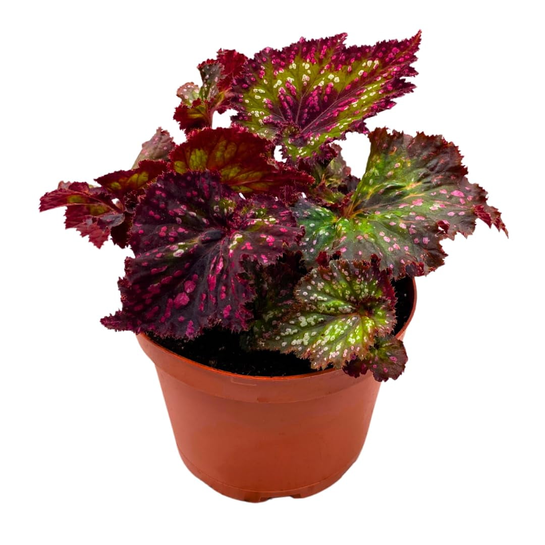 Harmony Foliage Harmony's Voodoo Queen Begonia Rex 4 inch Pink