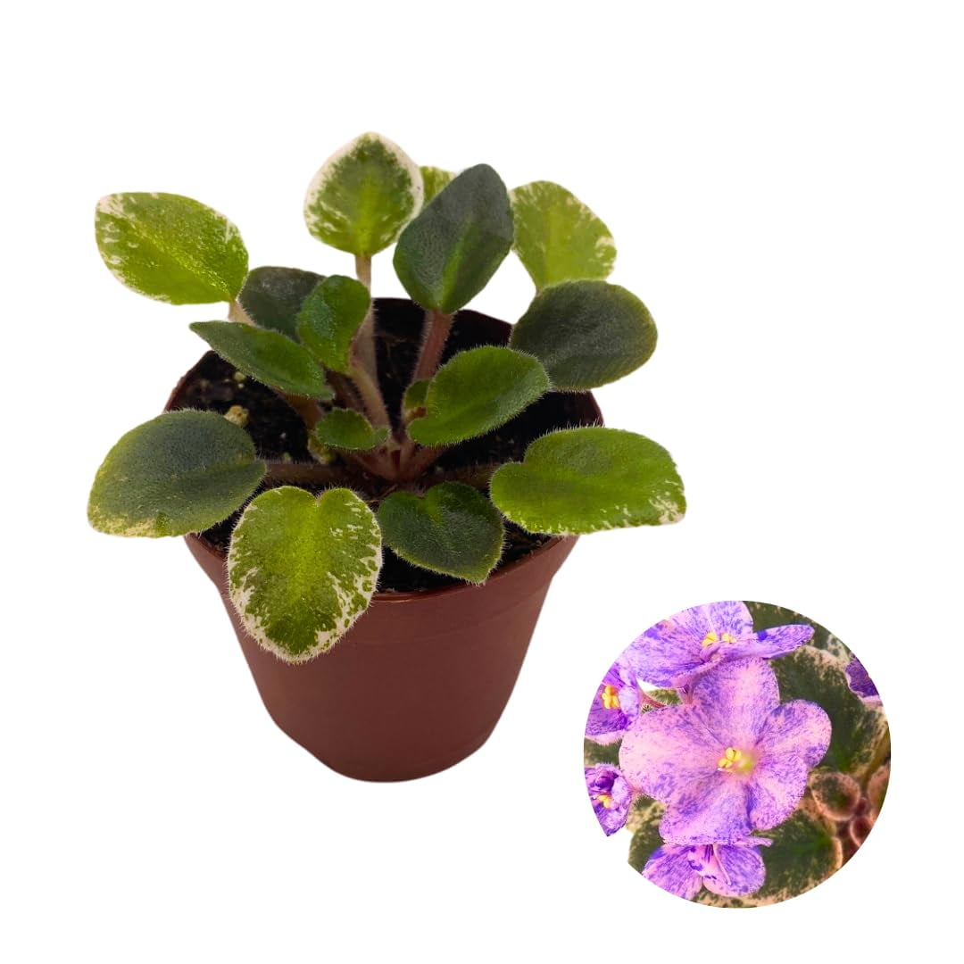 Harmony Foliage Mini African Violet Cajun's Le Bon Ton Roule Variegated ...