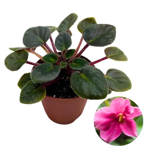 African Violet Jolly Kid