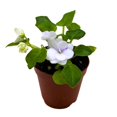 thumbnail image 1 of Harmony Foliage Mini African Violet Rob's Humpty Doo 2 inch White Flower, 1 of 9