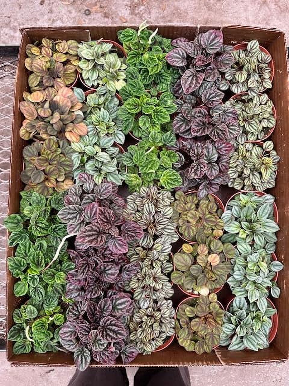 Harmony Foliage Ripple Peperomia Assortment in 4 inch pots 15-Pack Bulk ...