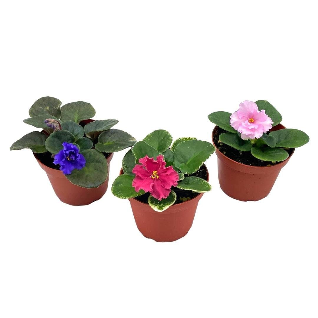 Harmony s African Violet Assortment Set 4 inch pots 3 Different African Violets Plants Saintpaulia Variety Assorted Unique Homegrown Exclusive