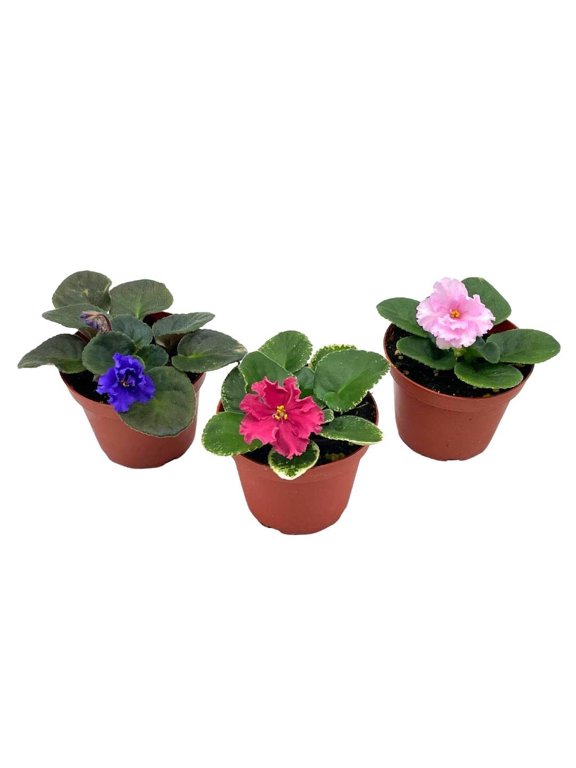 Harmony's African Violet Assortment Set, 4 inch pots 3 Different African Violets Plants, Saintpaulia Variety Assorted, Unique Homegrown Exclusive
