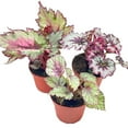 thumbnail image 1 of Harmony's Begonia Rex Assortment, Cold Pastel Winter, 4 inch, Set of 3, Painted-Leaf Begonia, Variegated, 1 of 9