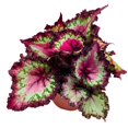 thumbnail image 1 of Harmony's Dance of Dragons Begonia Rex 6 inch, 1 of 3