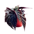 thumbnail image 1 of Harmony's Dragonfly Angel Wing Cane Begonia 6 inch Jagged muitple Silver Tips, 1 of 3