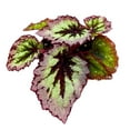 thumbnail image 1 of Harmony's Fire Woman Begonia Rex, 4 inch Thick White Band, Light Purple Black Center, 1 of 4