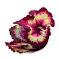 thumbnail image 1 of Harmony's Heartbreaker Begonia Rex 4 inch Curled Pink Spiral, 1 of 3